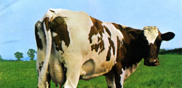 Música y vacas lecheras